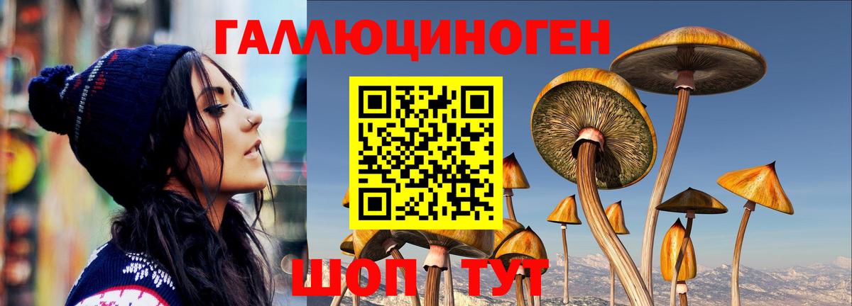 Псилоцибиновые грибы Psilocybe Пятигорск